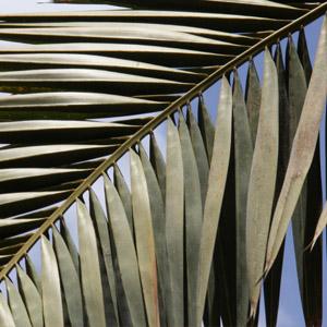 April 10 - Palm Sunday